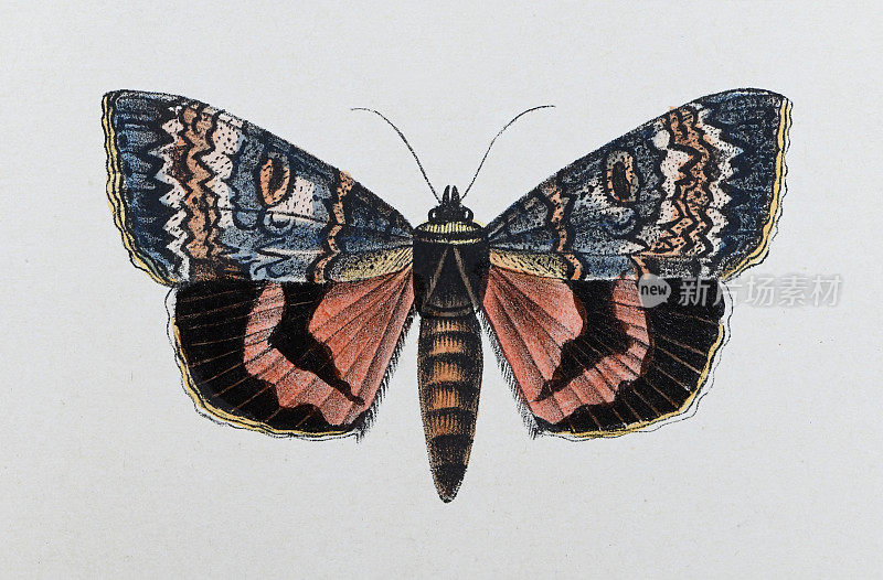 红色下翼(Catocala nupta) -复古色彩插图